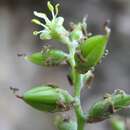 Image of Fosterella albicans (Griseb.) L. B. Sm.