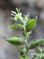 Image of Fosterella albicans (Griseb.) L. B. Sm.