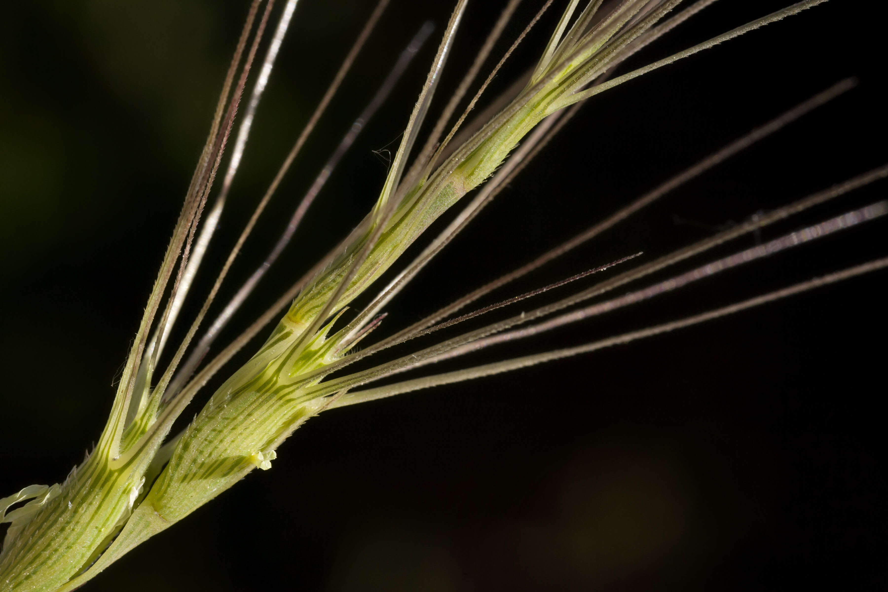 Image de Aegilops triuncialis L.