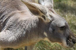 Macropus fuliginosus (Desmarest 1817) resmi