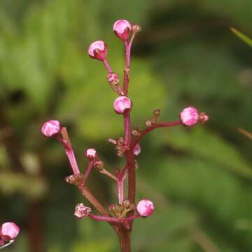 Image of Filipendula multijuga Maxim.