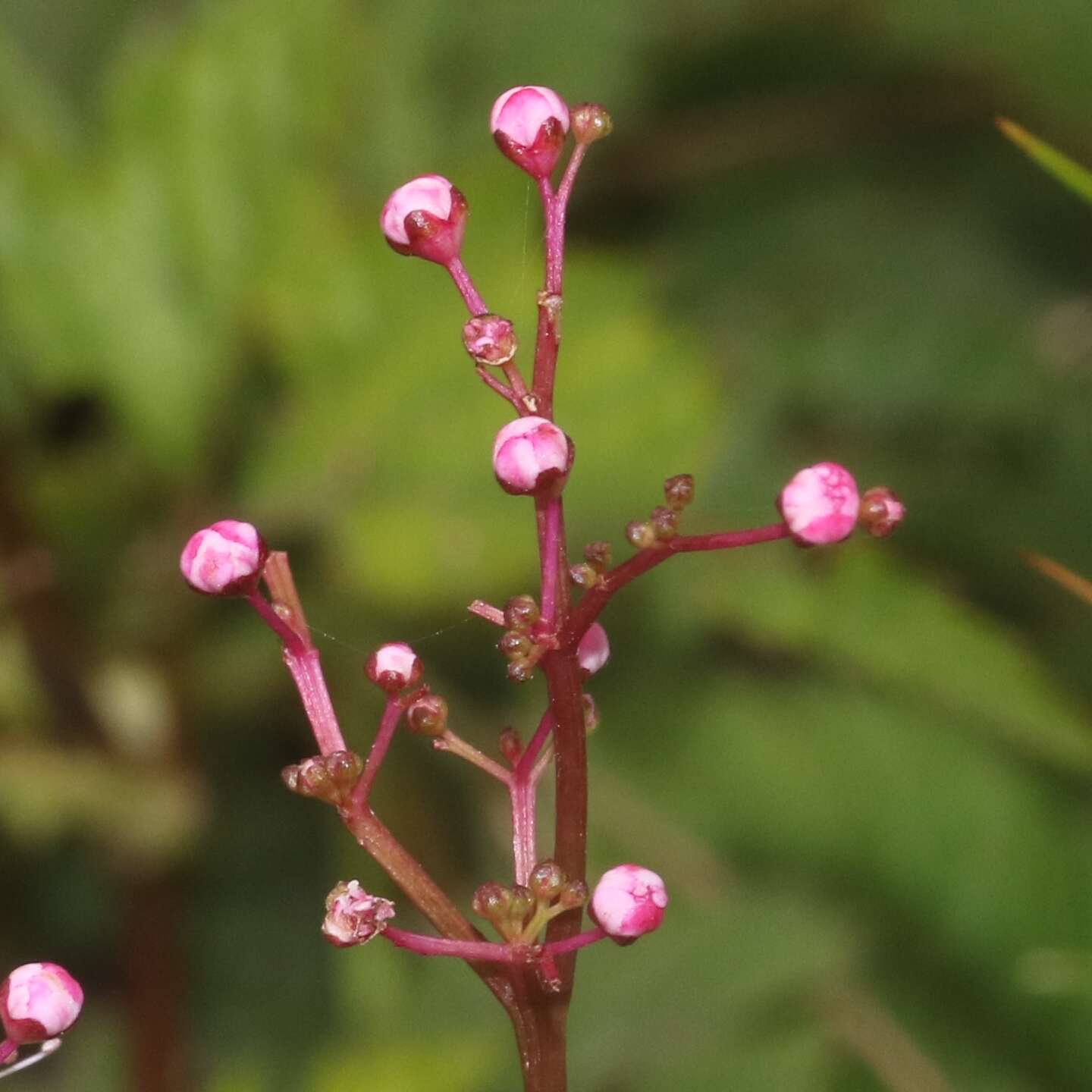 Image of Filipendula multijuga Maxim.