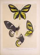 Слика од Ornithoptera tithonus de Haan 1840