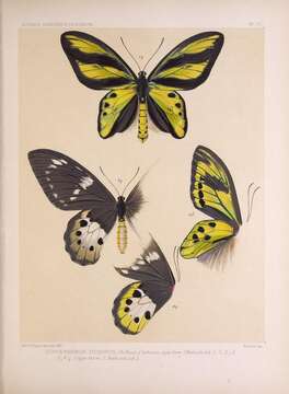 Image of Tithonus Birdwing