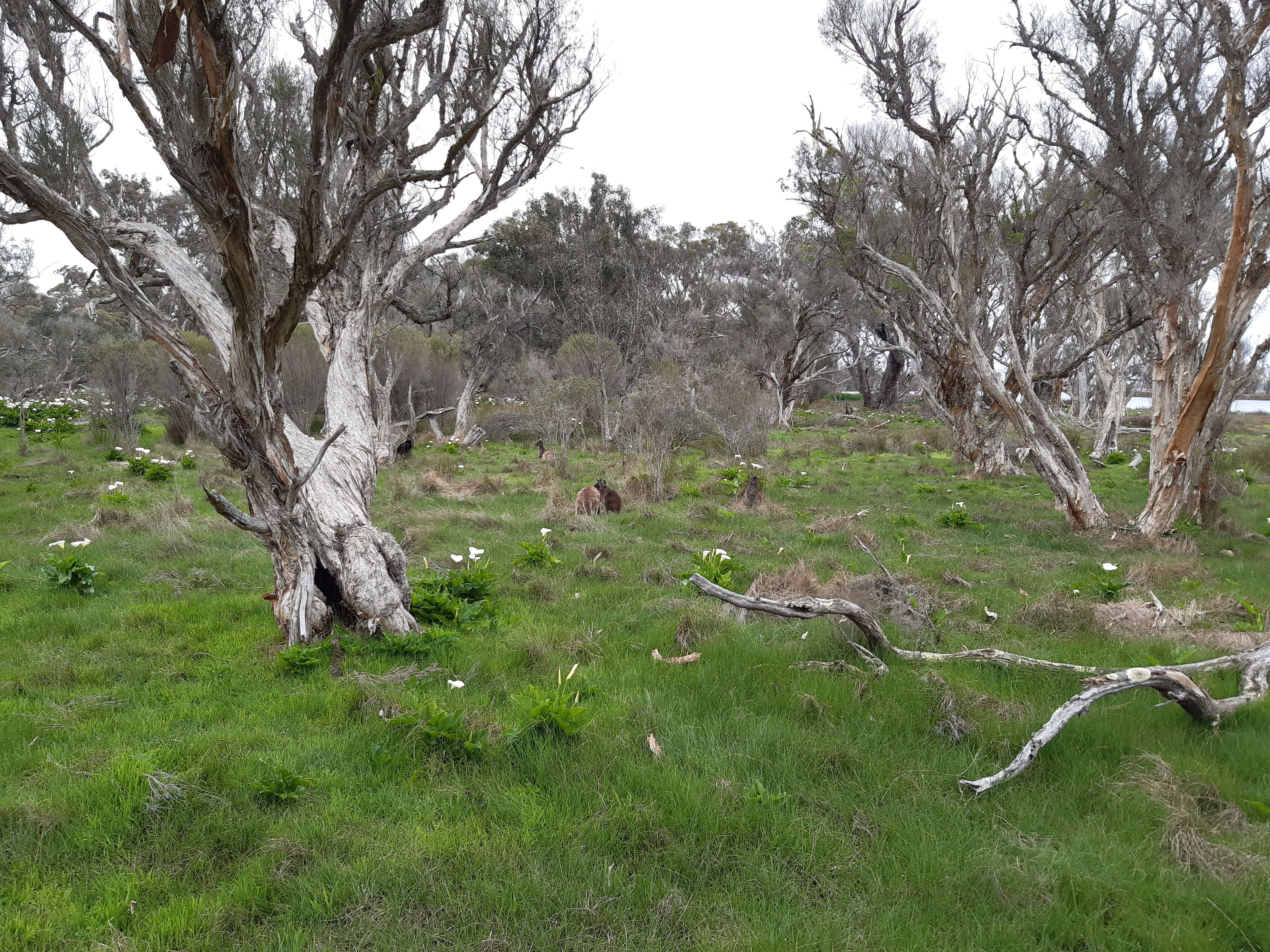 Image of Kangaroo Island Western Grey Kangaroo