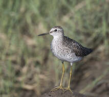 Image of Wood Sandpiper