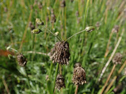 Image of Lady's leek