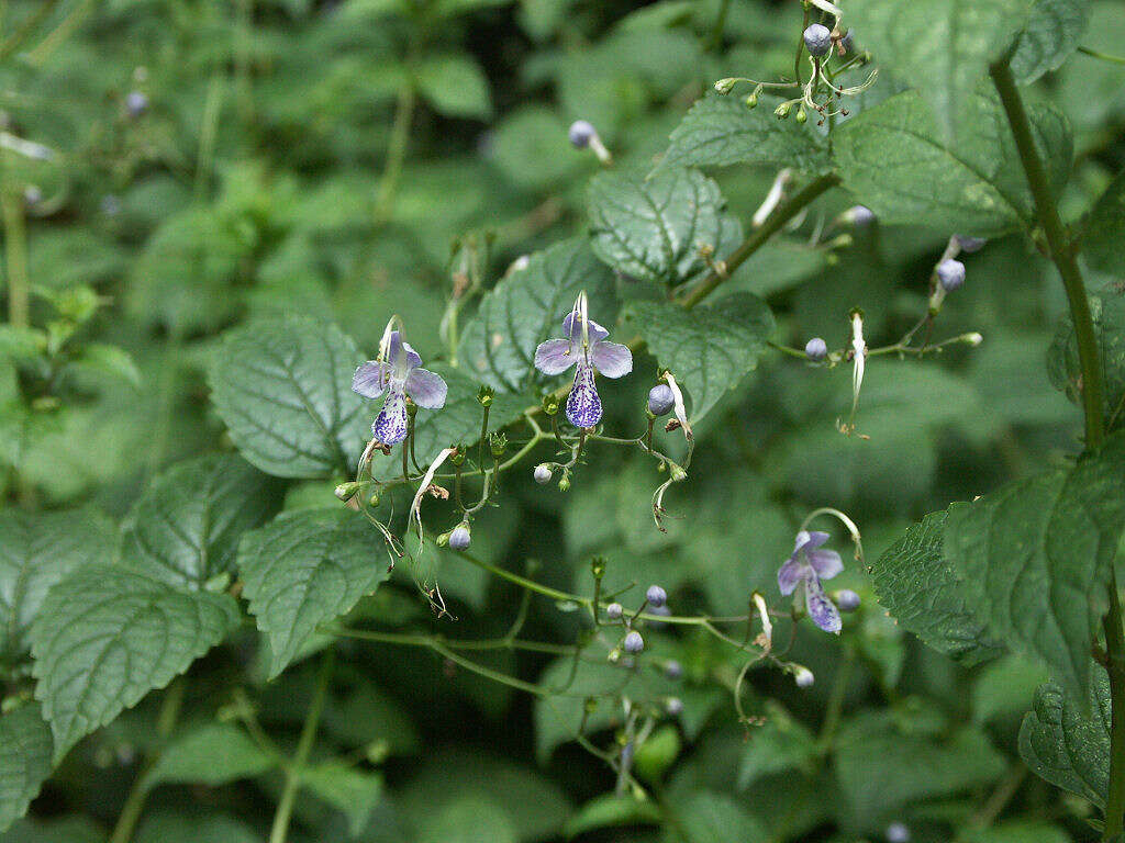 Imagem de Tripora divaricata (Maxim.) P. D. Cantino