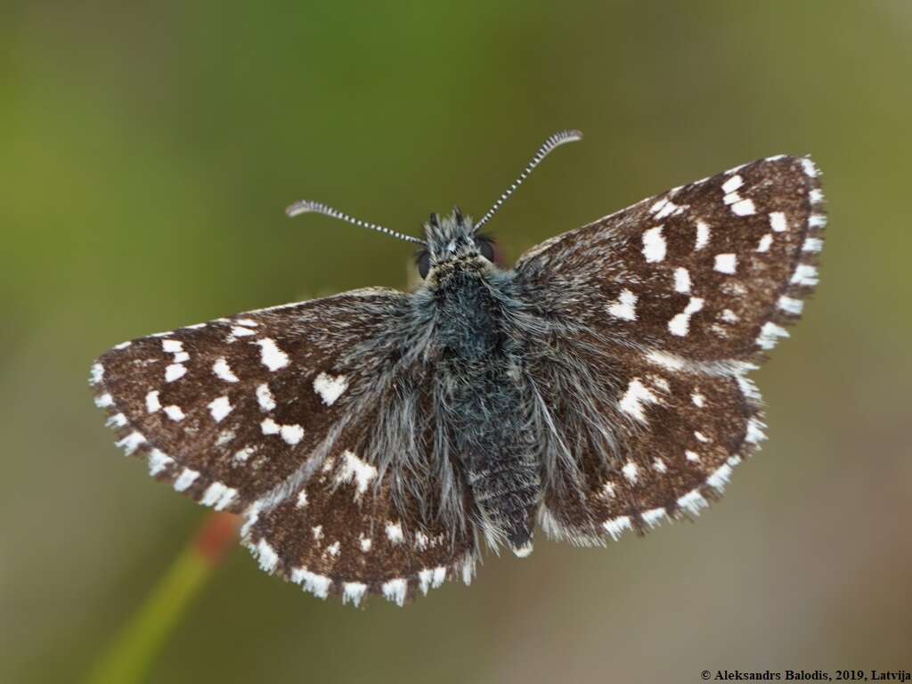 Image of Grizzled skipper