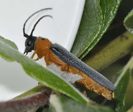 Image of Twin spot longhorn beetle