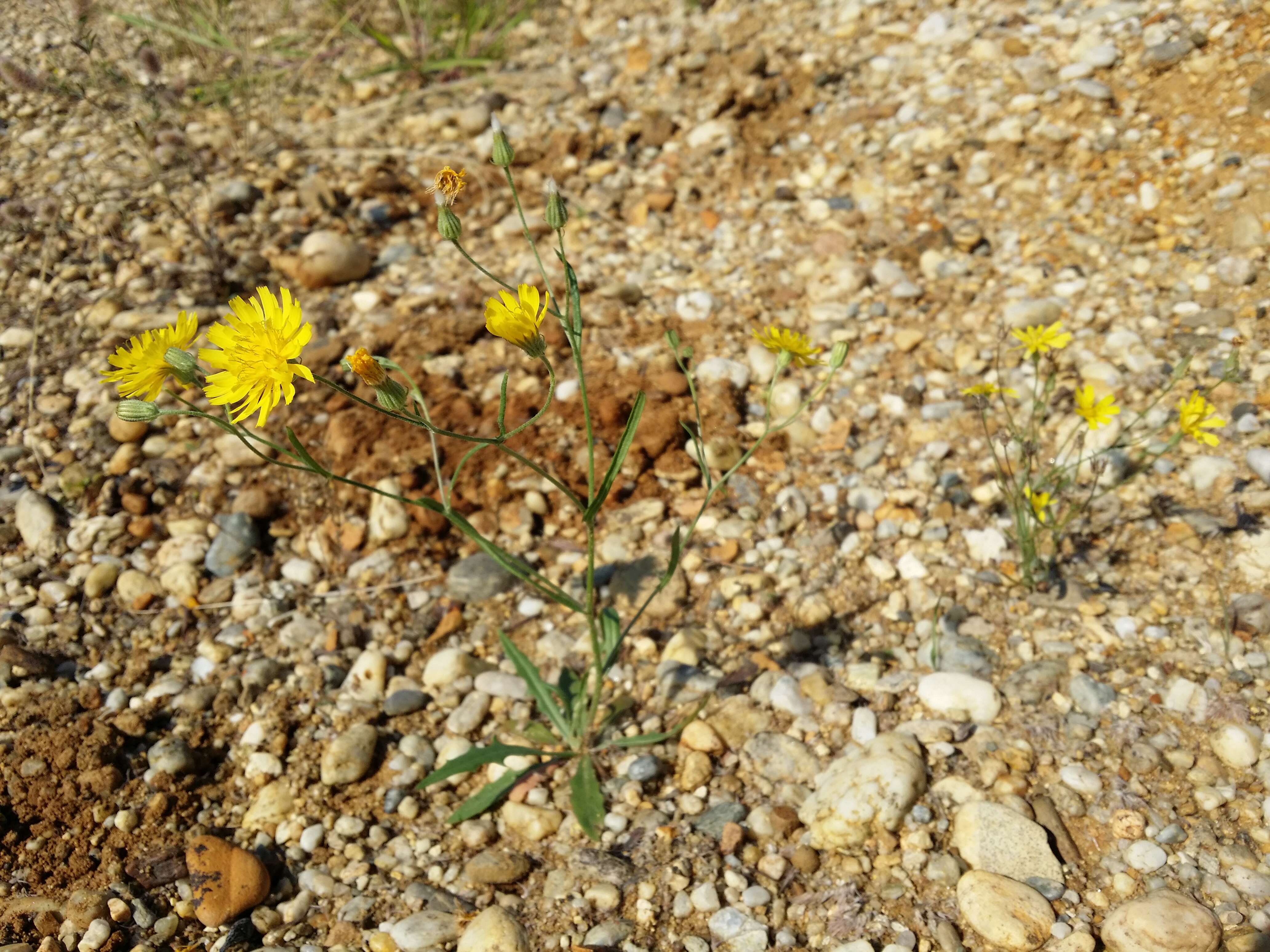 Image of narrowleaf hawksbeard