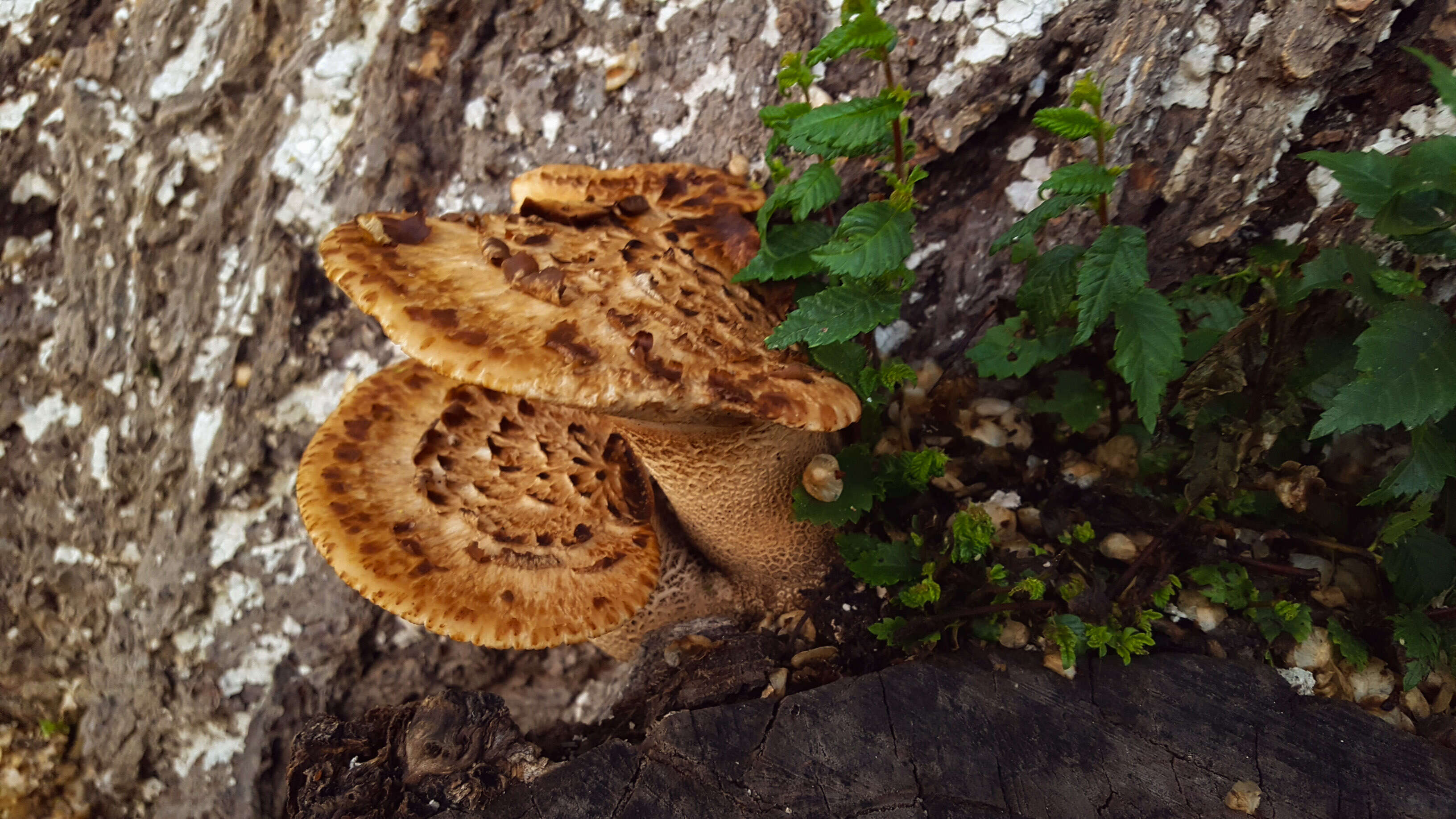 Image of dryad's saddle