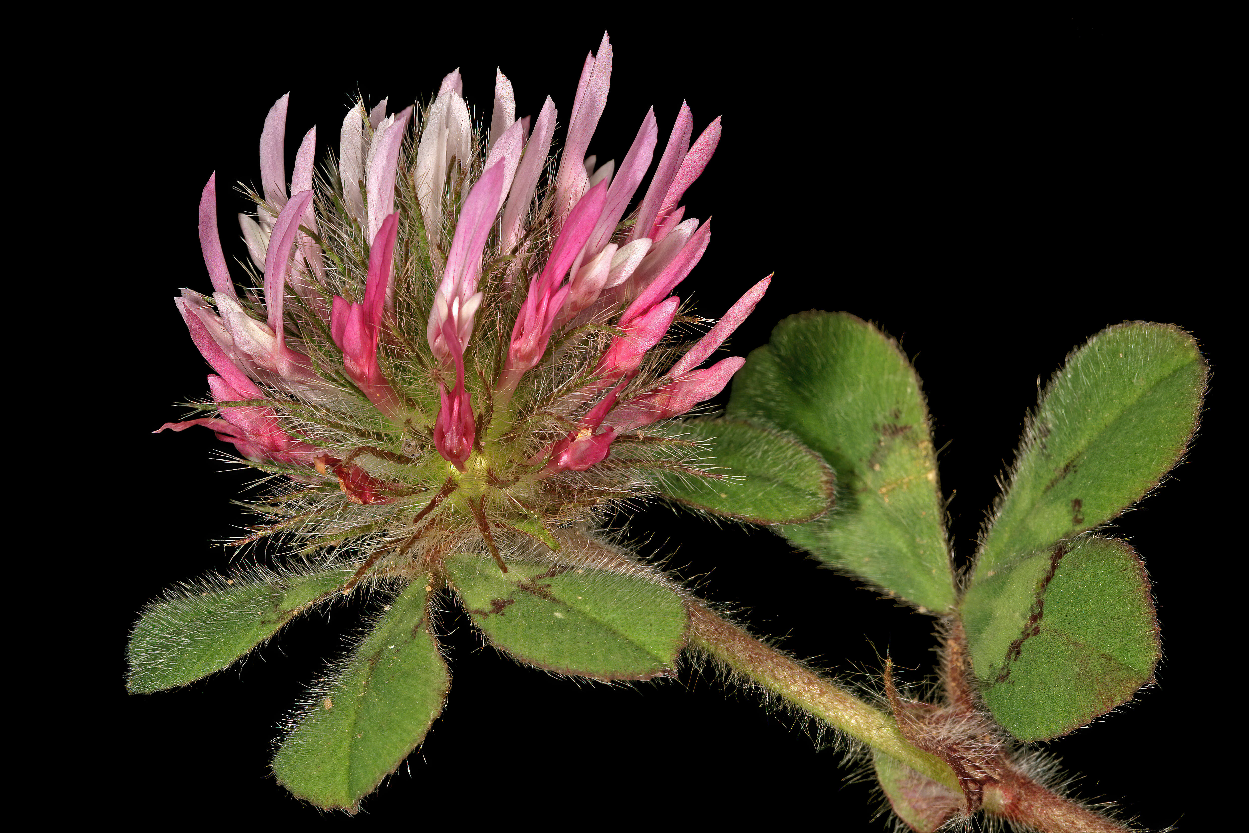 Image of rose clover