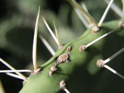 Imagem de Opuntia ficus-indica (L.) Mill.