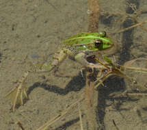 Image of Balkan Water Frog