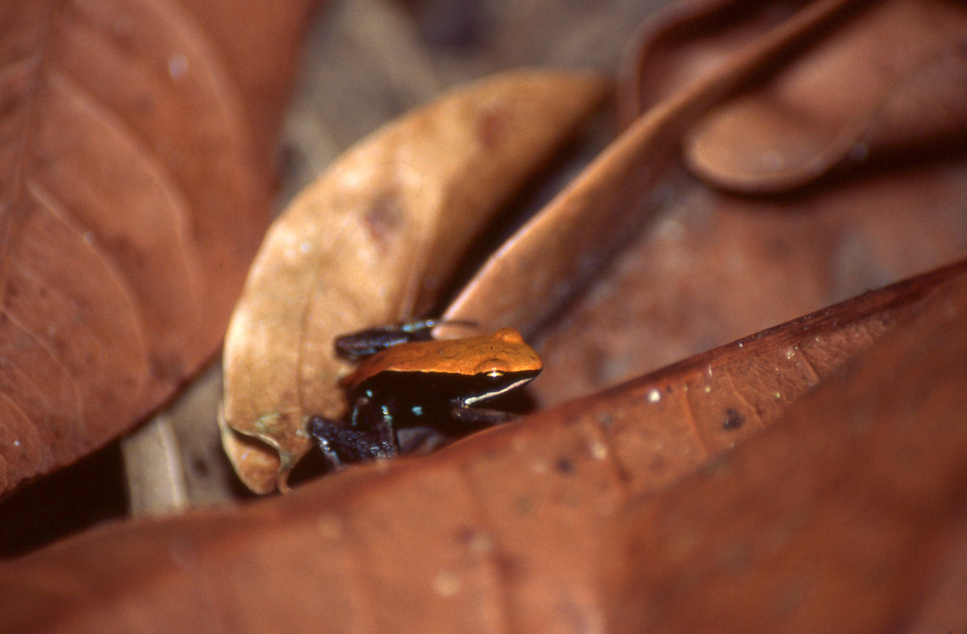 Image of Blue-legged mantella