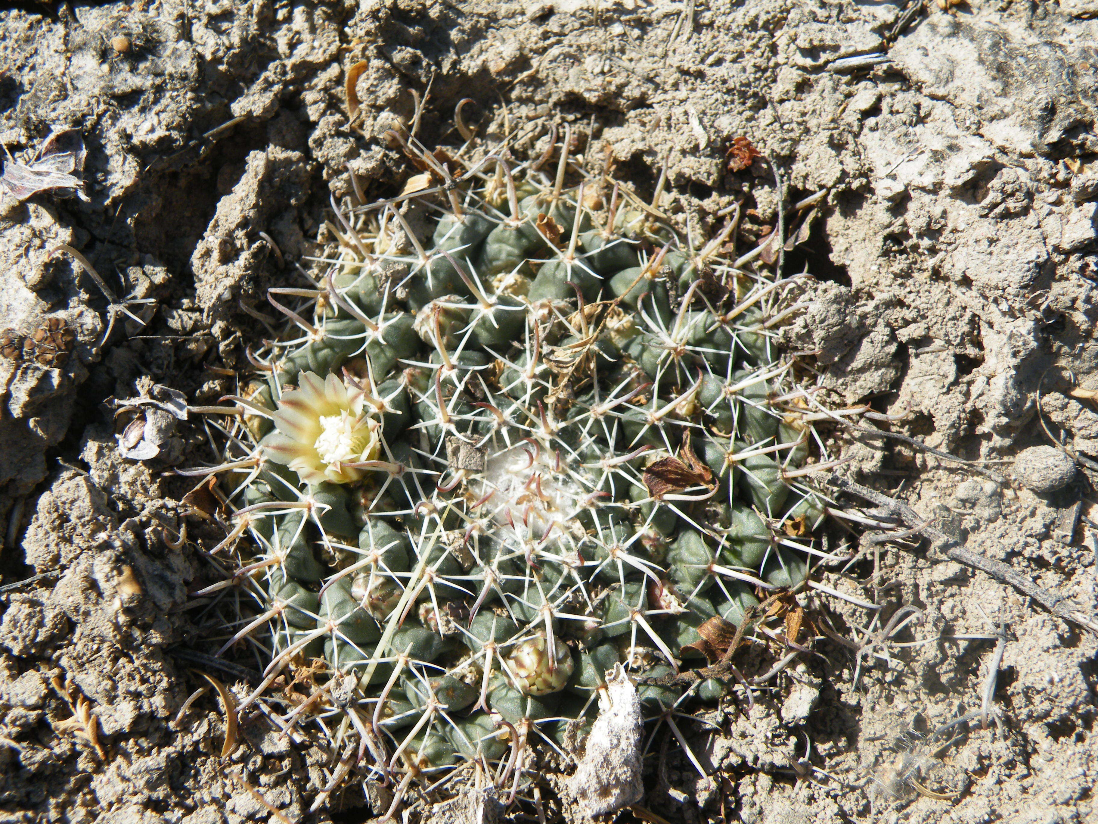 Image of Mammillaria uncinata Zucc. ex Pfeiff.