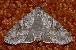 Image of Great Gray Dart; Great Brocade