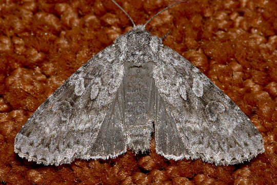 Image of Great Gray Dart; Great Brocade