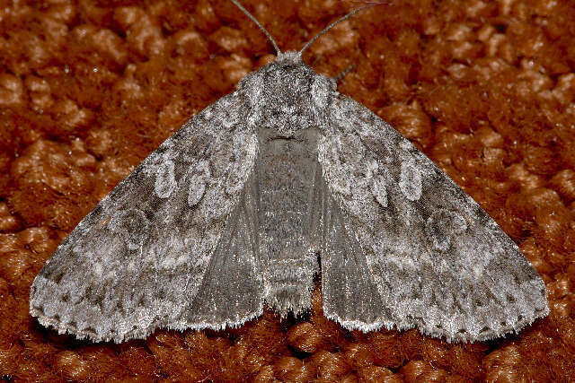 Image of Great Gray Dart; Great Brocade