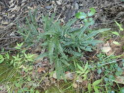 Image of rough maidenhair