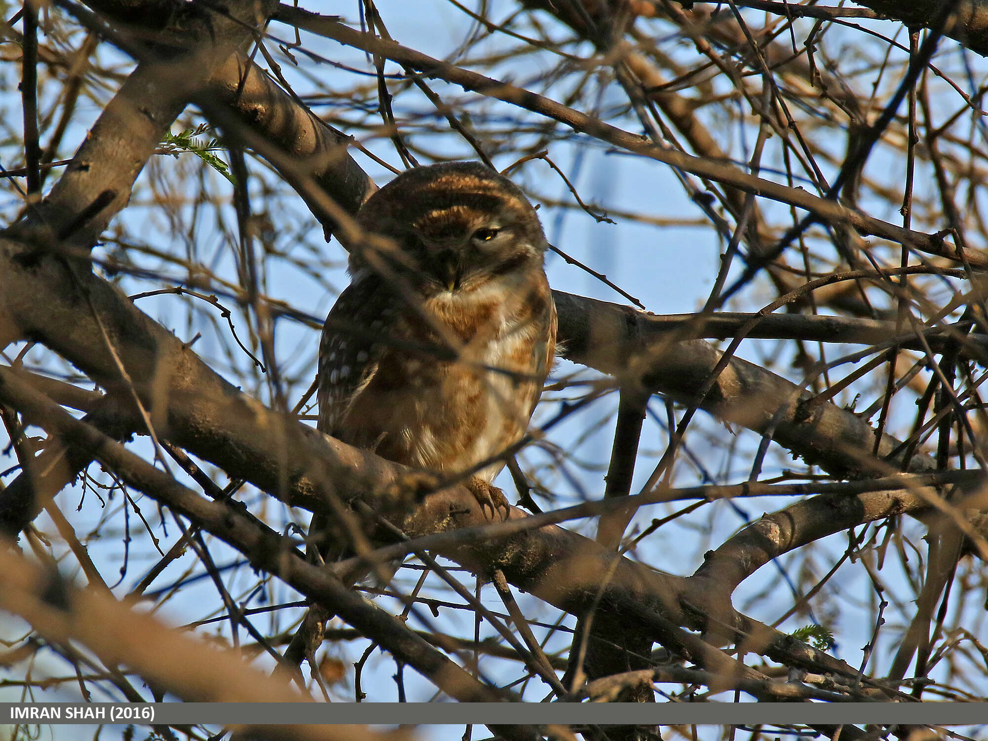 Image of Spotted Owlet