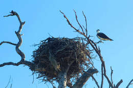 Image of ospreys