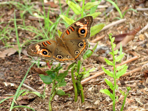 Image of Junonia neildi