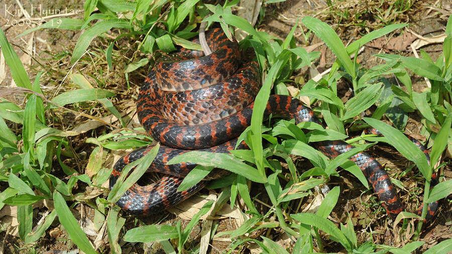 Image de Lycodon rufozonatus Cantor 1842