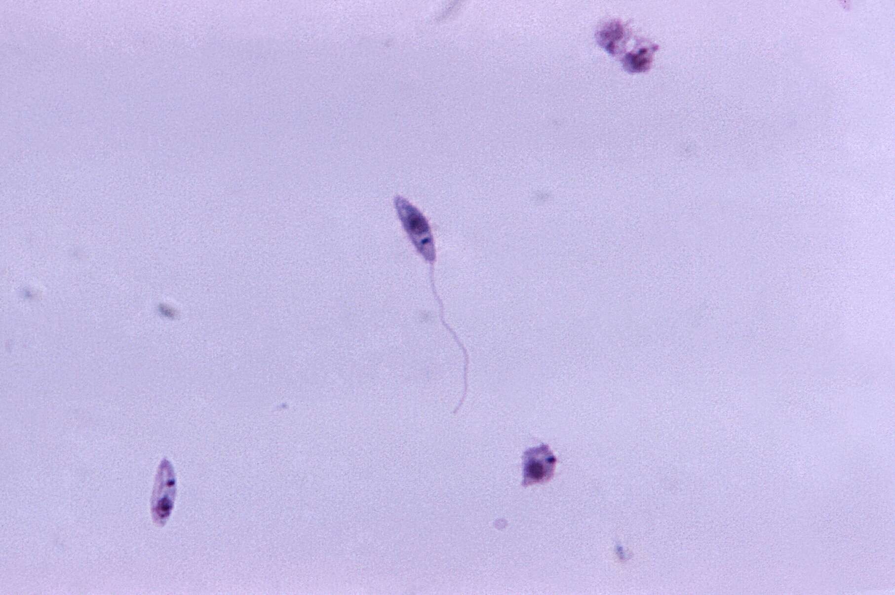 Image of Leishmaniinae