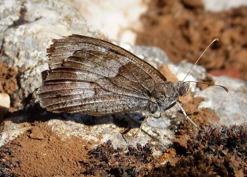 Image of Tree Grayling