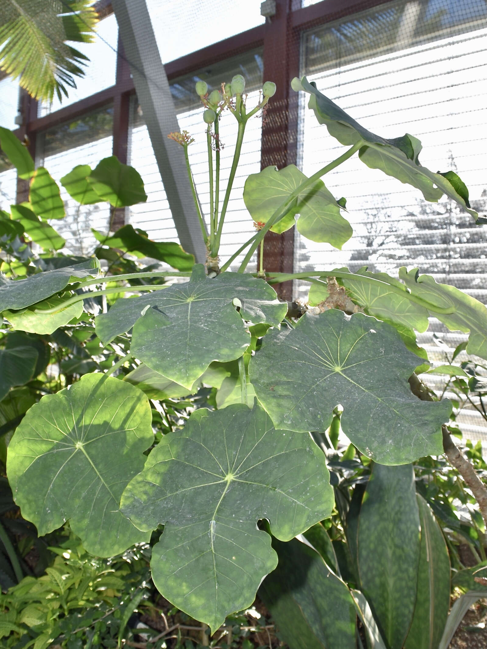 Imagem de Jatropha podagrica Hook.