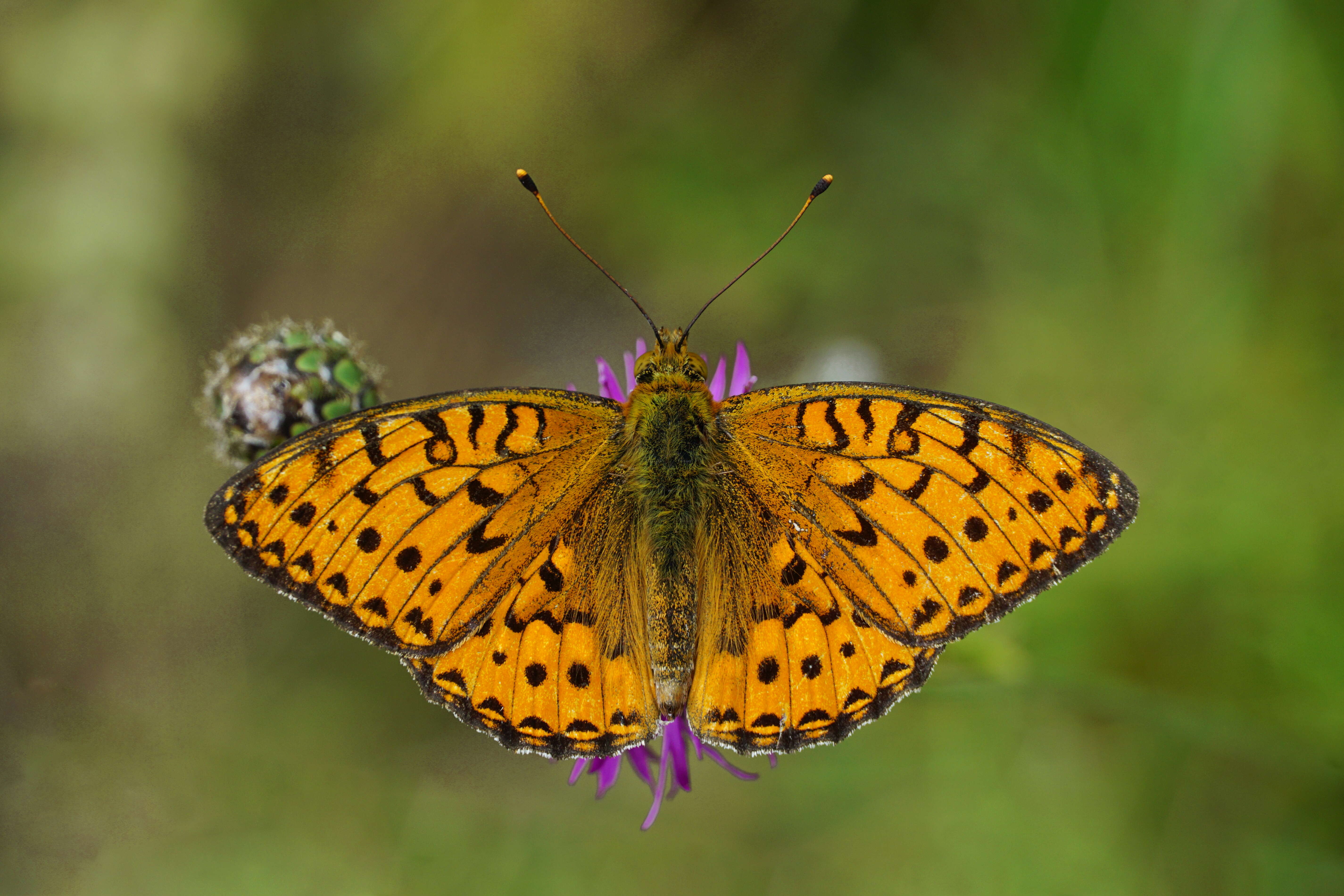 Image of Speyeria aglaja