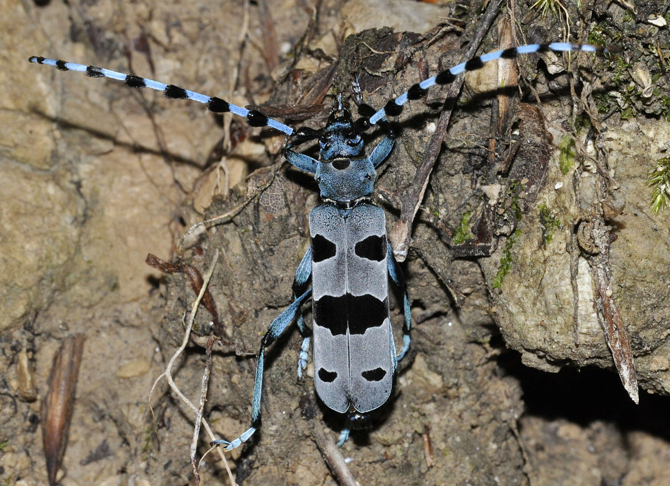 Image of Rosalia Longicorn