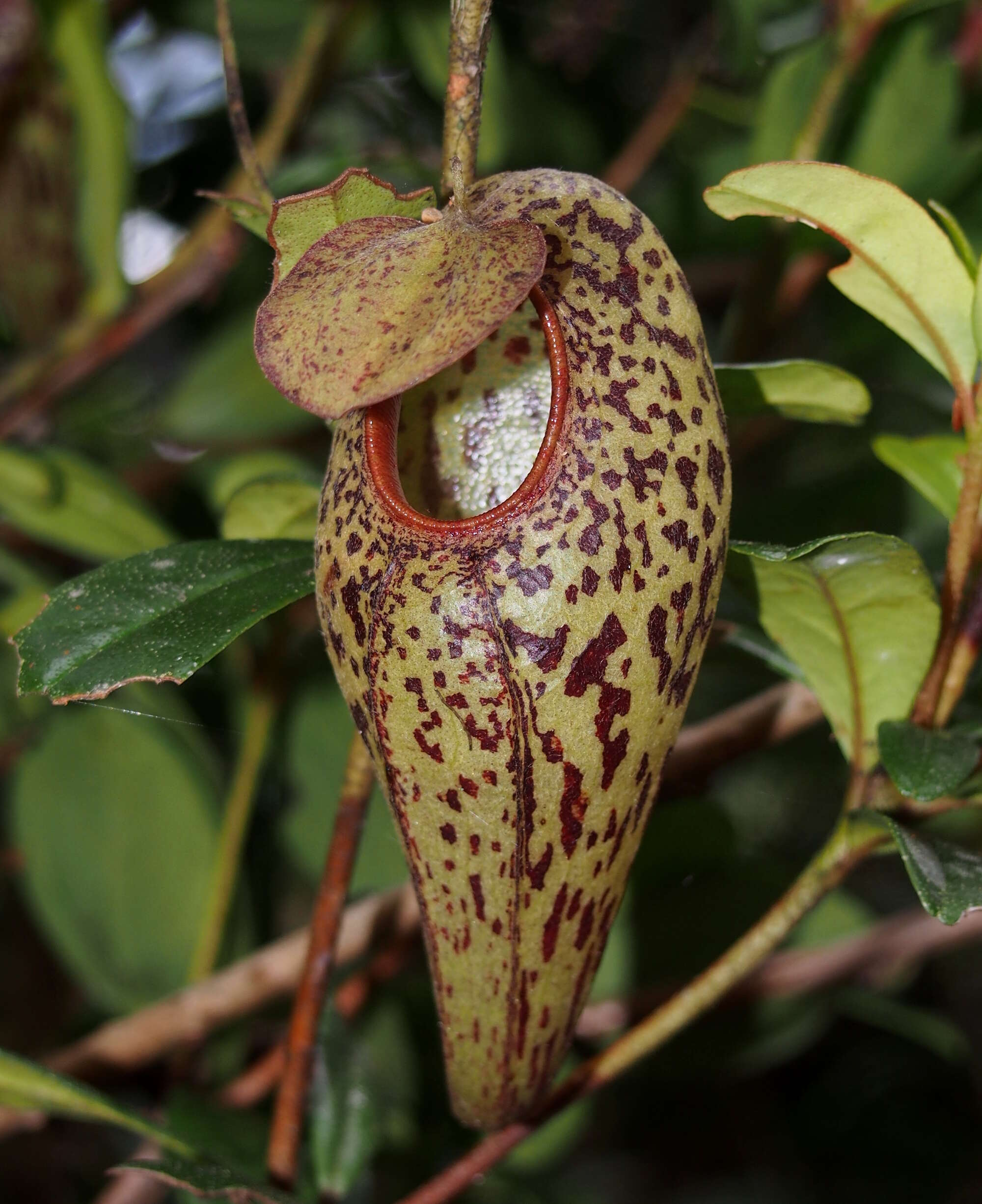 Image of Pitcher plant