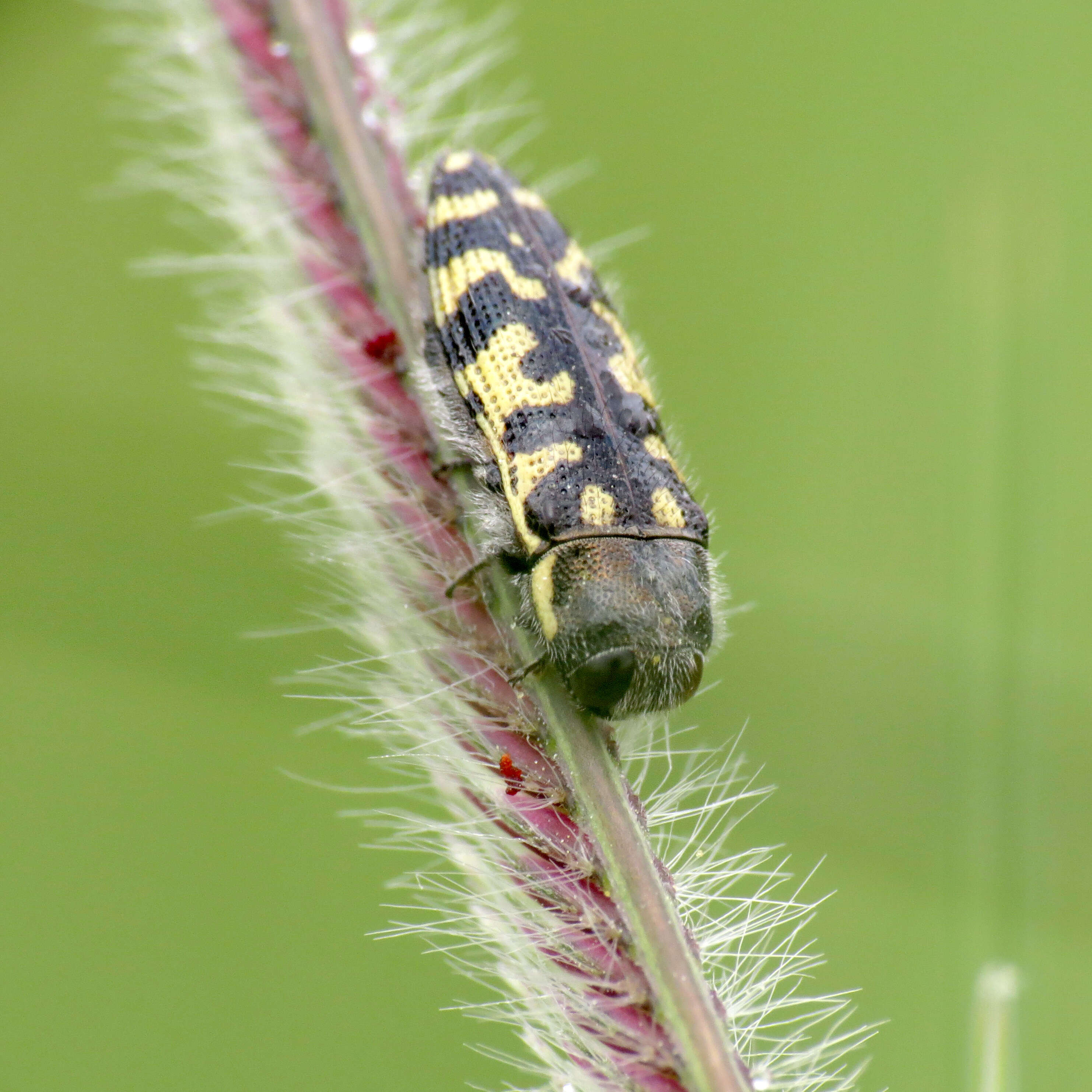 Image of Acmaeodera solitaria Kerremans 1897