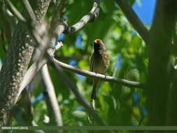 Image of Fire-fronted Serin