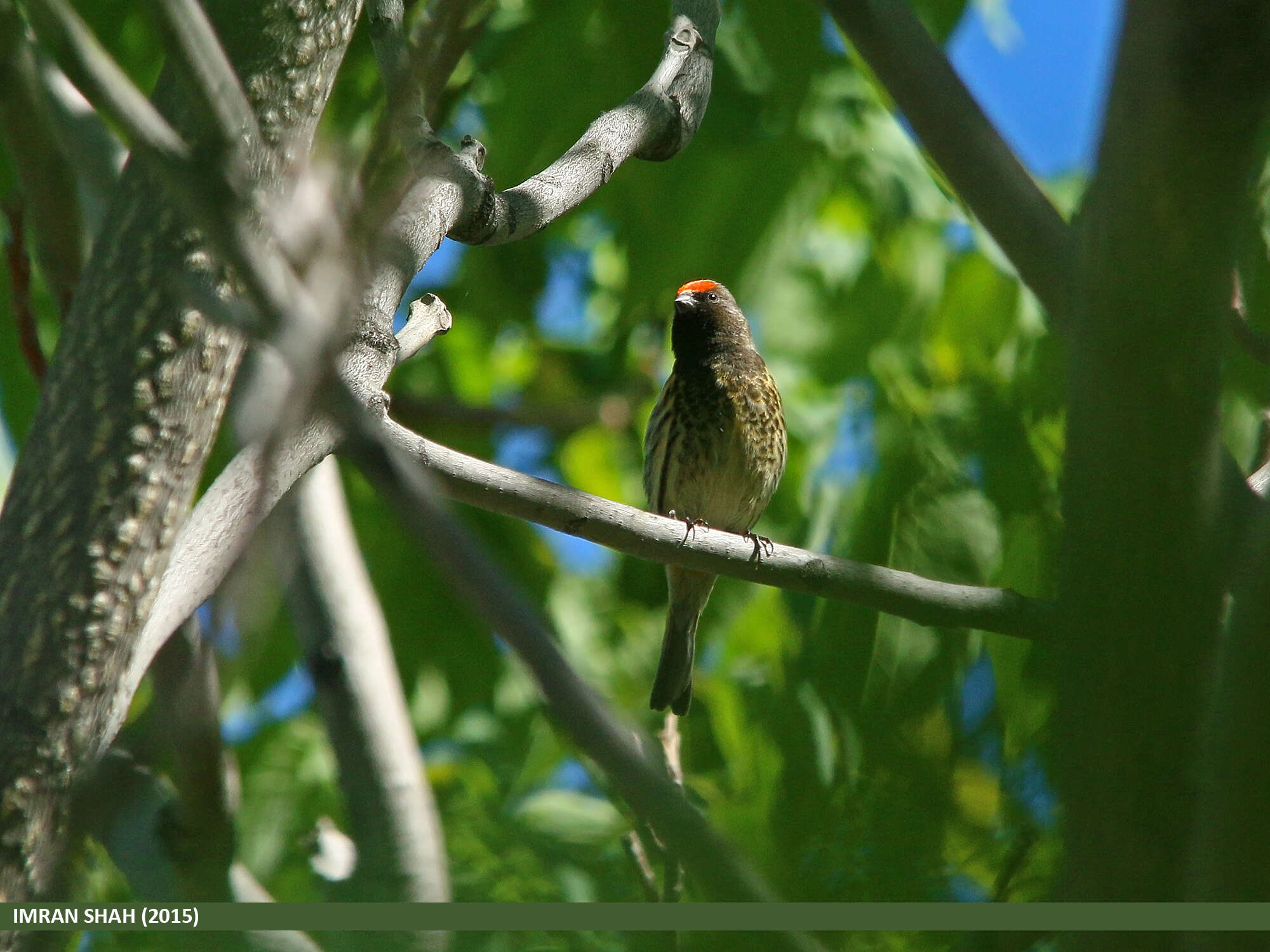 Image of Fire-fronted Serin