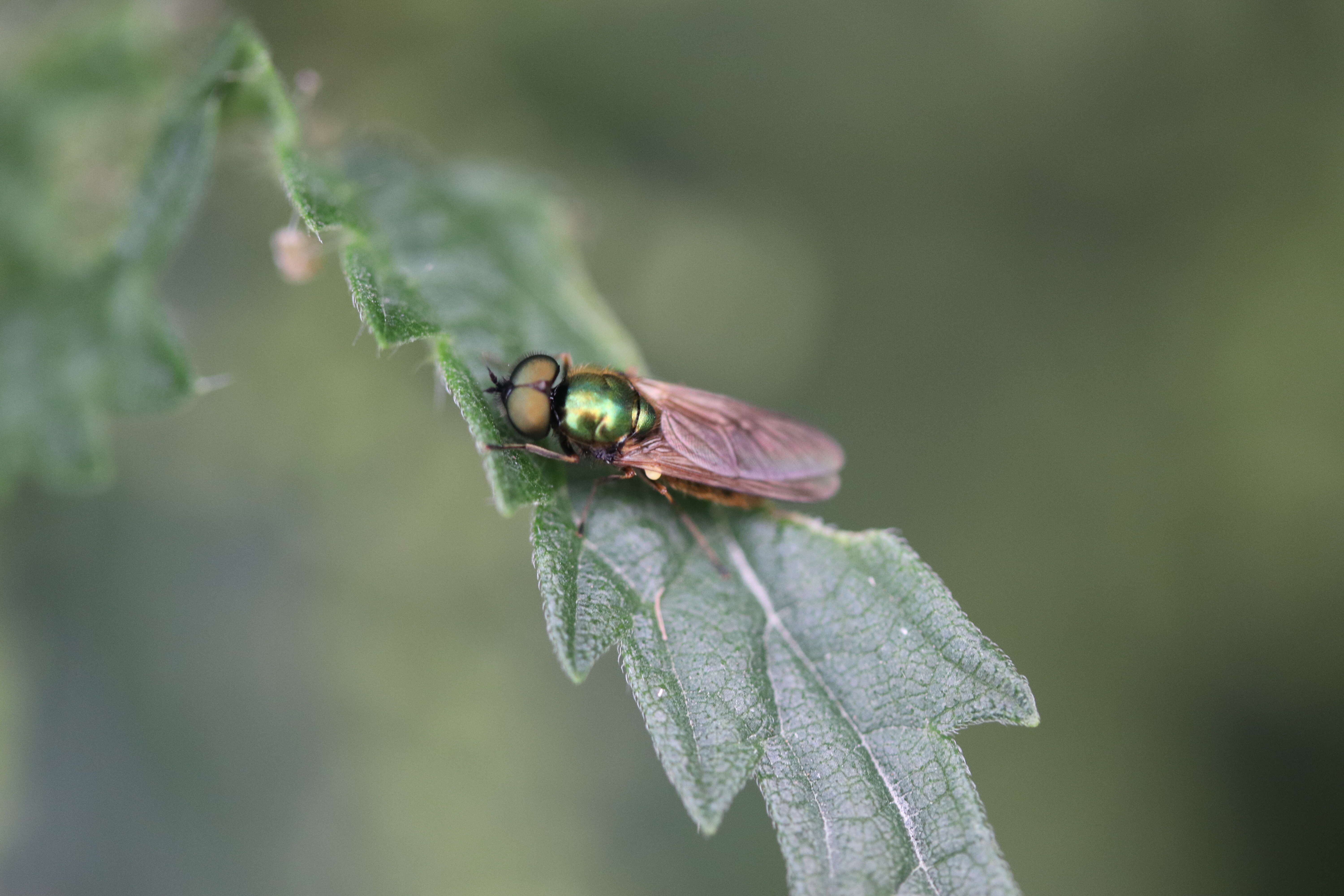 Sivun Chloromyia formosa (Scopoli 1763) kuva