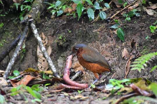 صورة Grallaria gigantea Lawrence 1866