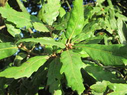 صورة Quercus turneri Willd.