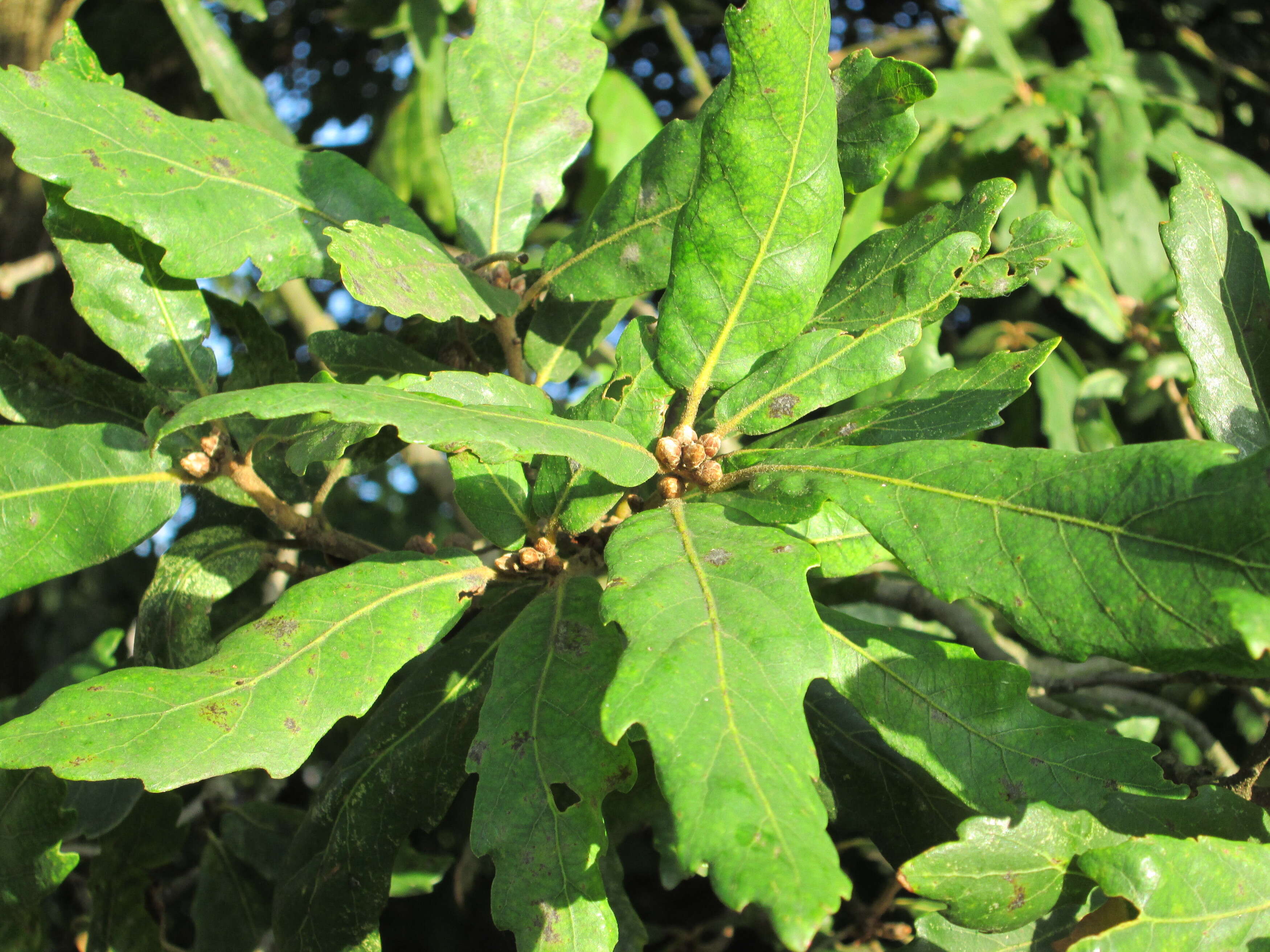 Image of Quercus turneri Willd.