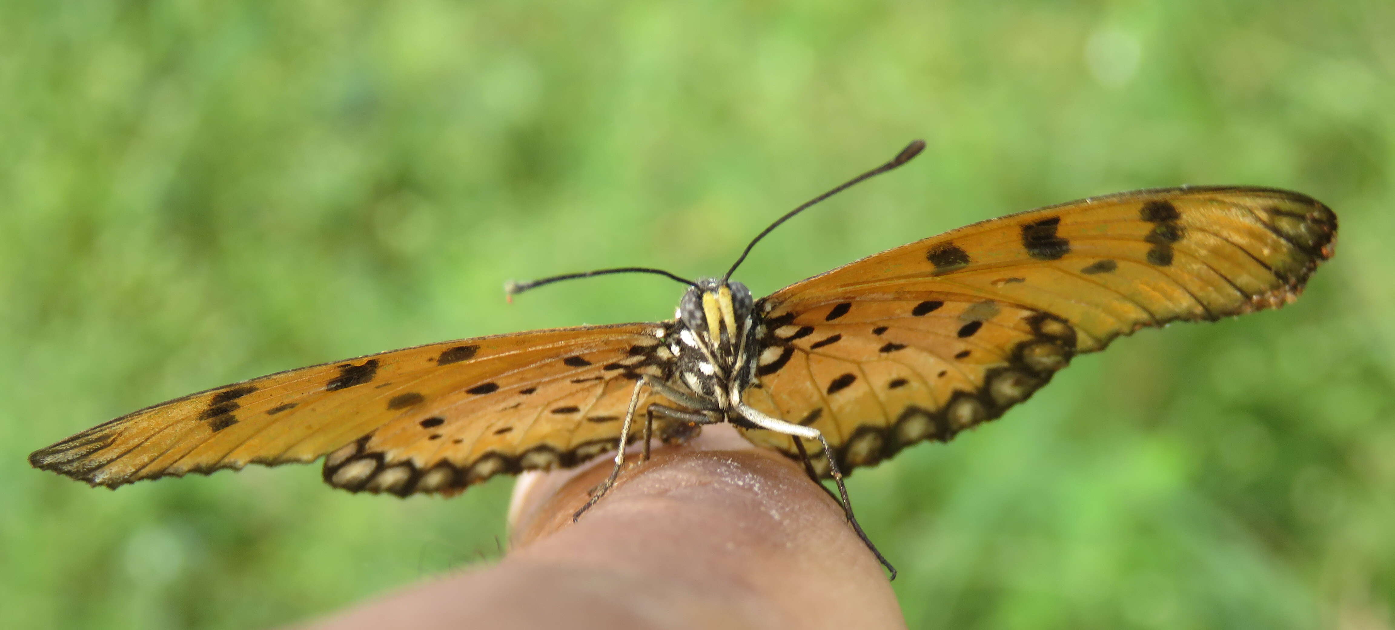 Image of Acraea terpsicore