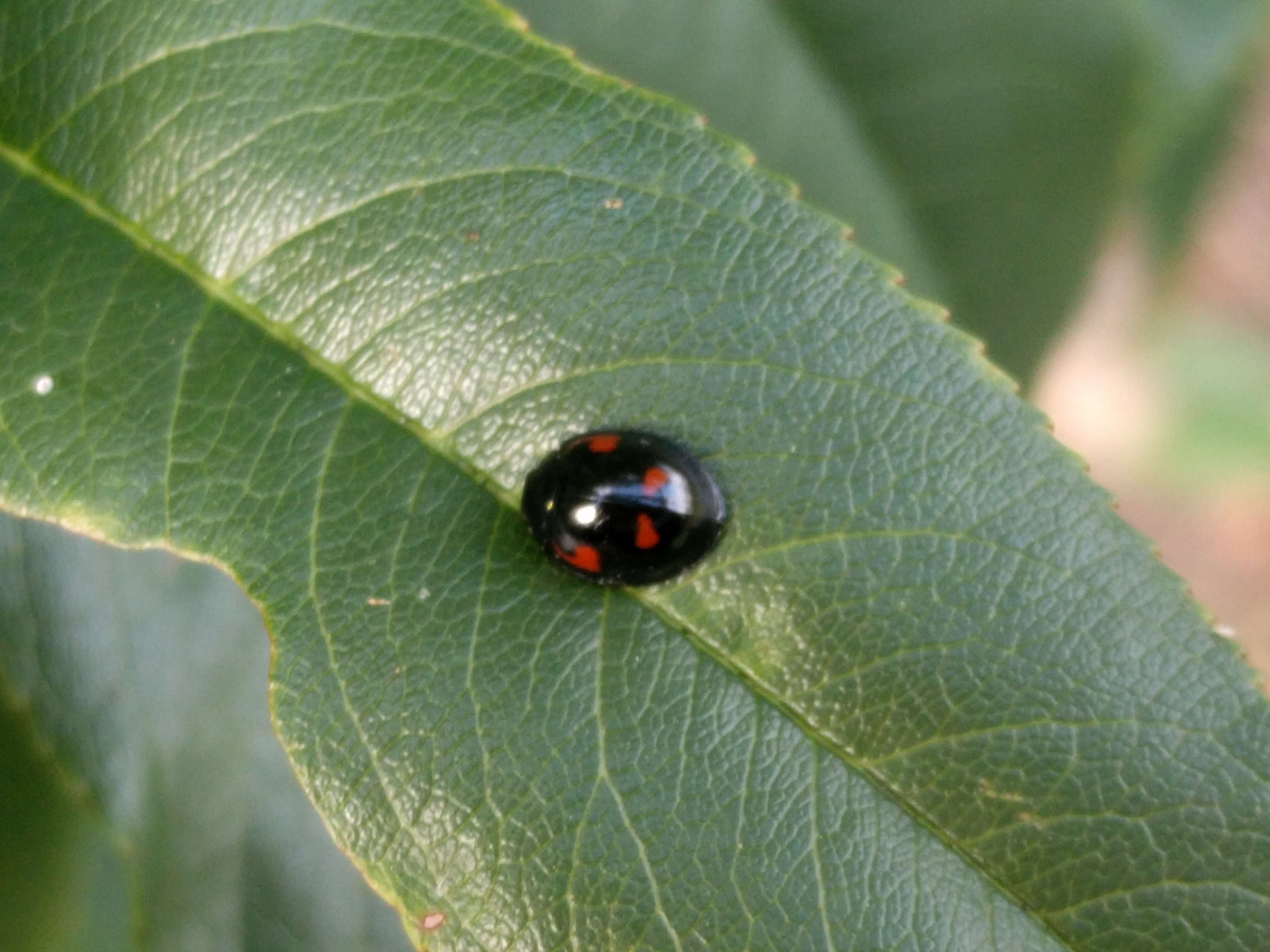 Imagem de Brumus quadripustulatus (Linnaeus 1758)