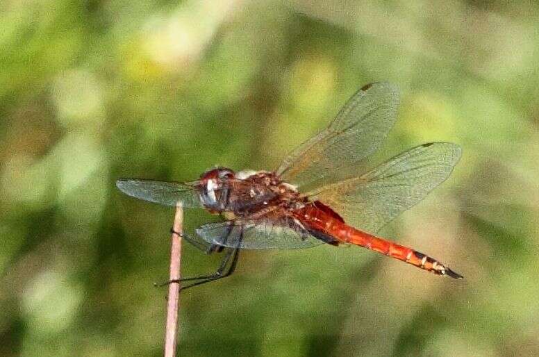 Tramea limbata (Desjardins 1835) resmi