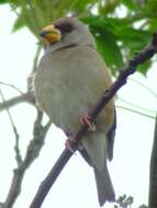 Image of Eophona Gould 1851