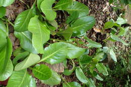 Image of Bergenia purpurascens (Hook. fil. & Thoms.) Engl.