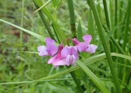 Imagem de Lathyrus palustris L.