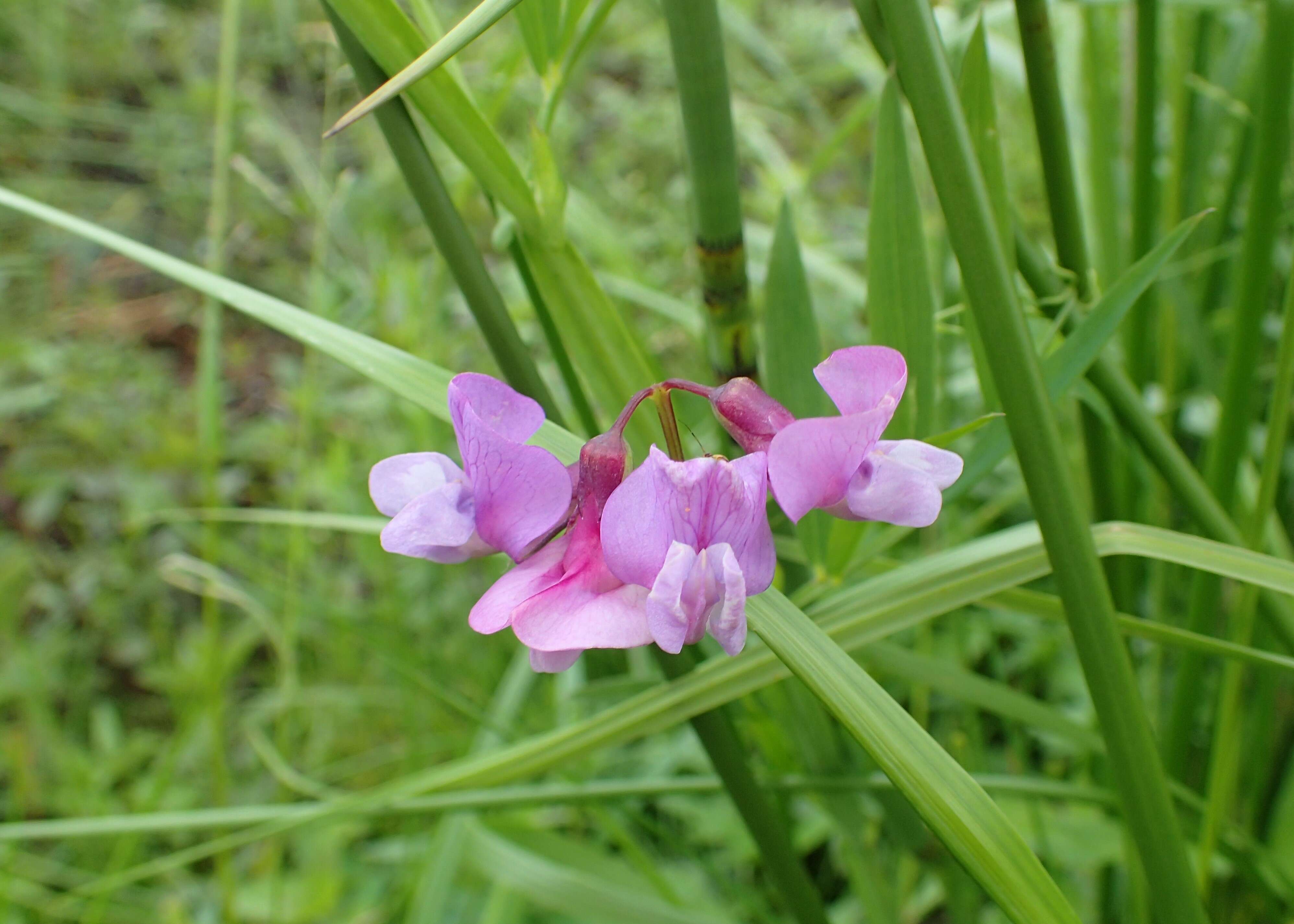 Imagem de Lathyrus palustris L.