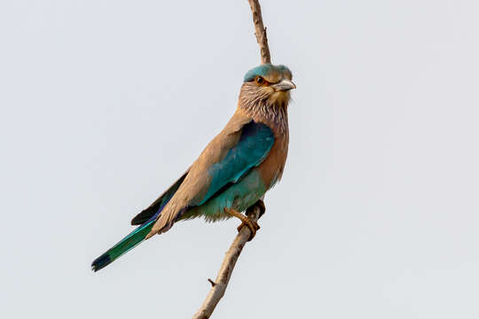 Image of Indian Roller